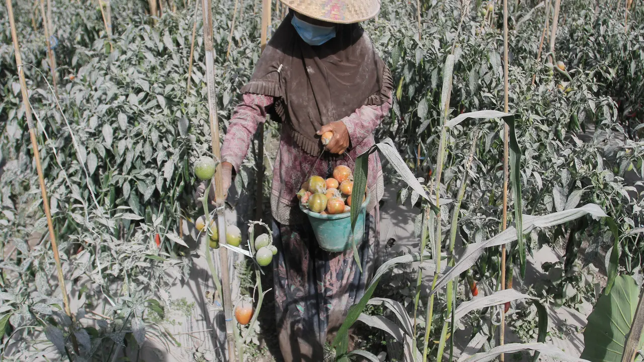 Gunung Merapi Erupsi, Terjadi Hujan Abu Vulkanik di Klaten dan Boyolali