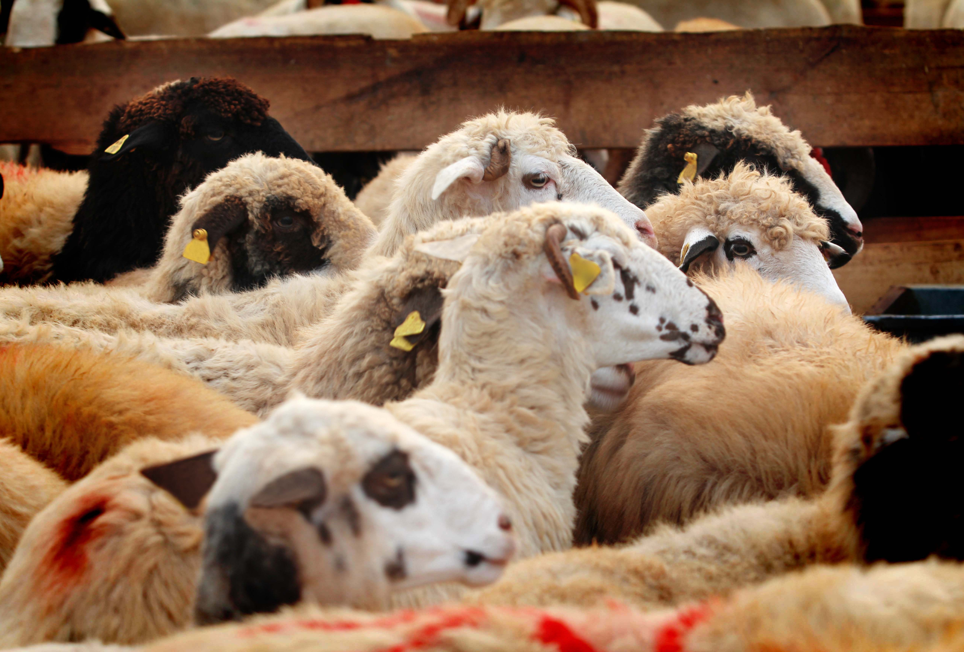 Ini Dia Kapan Iduladha dan Ketentuan Hewan Qurbannya Menurut Syariat Islam!