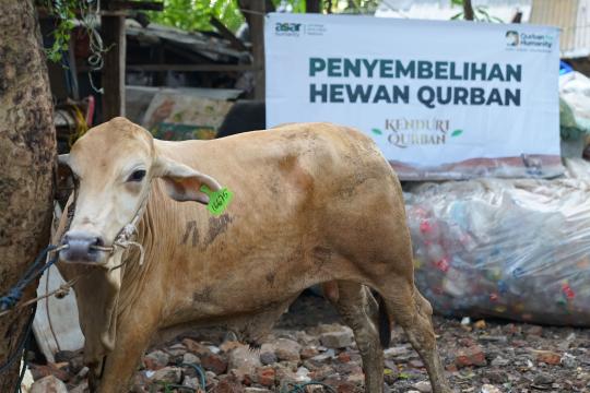 Harga Sapi Kurban 2026 Terbaru, Mulai 1 Jutaan untuk Patungan