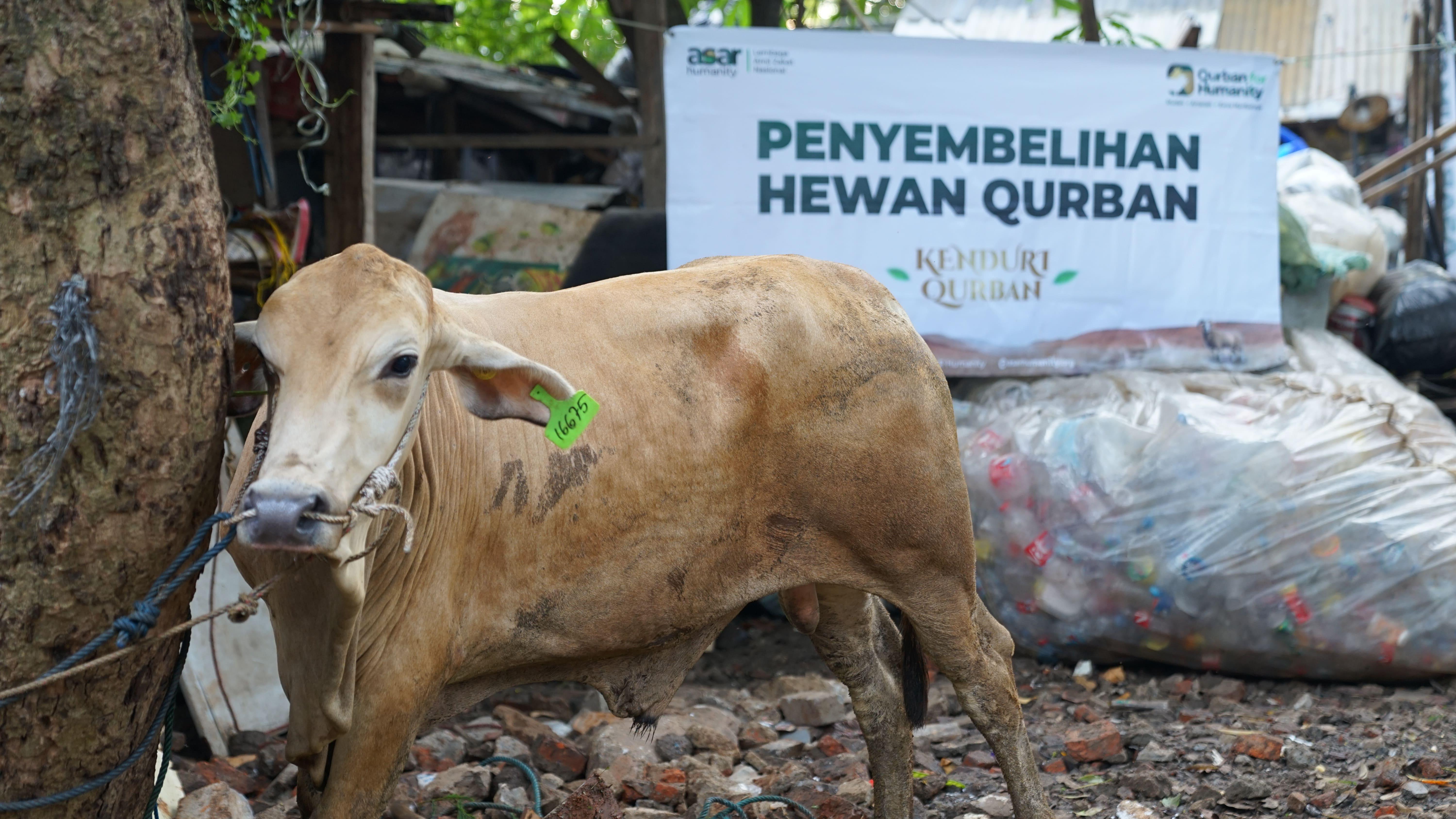 Harga Sapi Kurban 2026 Terbaru, Mulai 1 Jutaan untuk Patungan