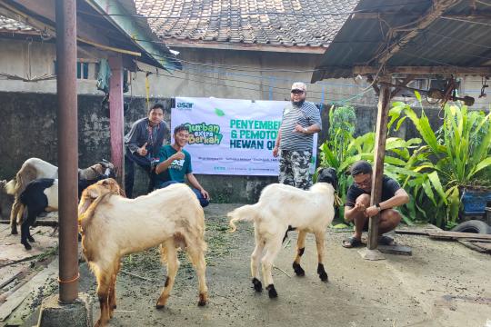Harga Kambing Kurban 2026 di ASAR Humanity, Mulai Rp2 Jutaan